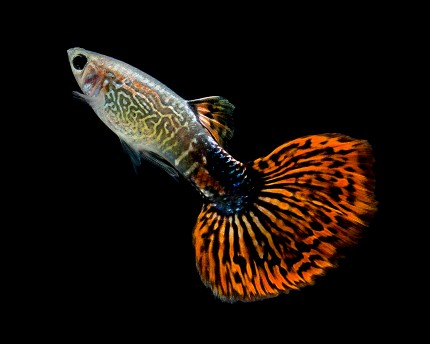 Tropical Aquarium Basic Starter Package