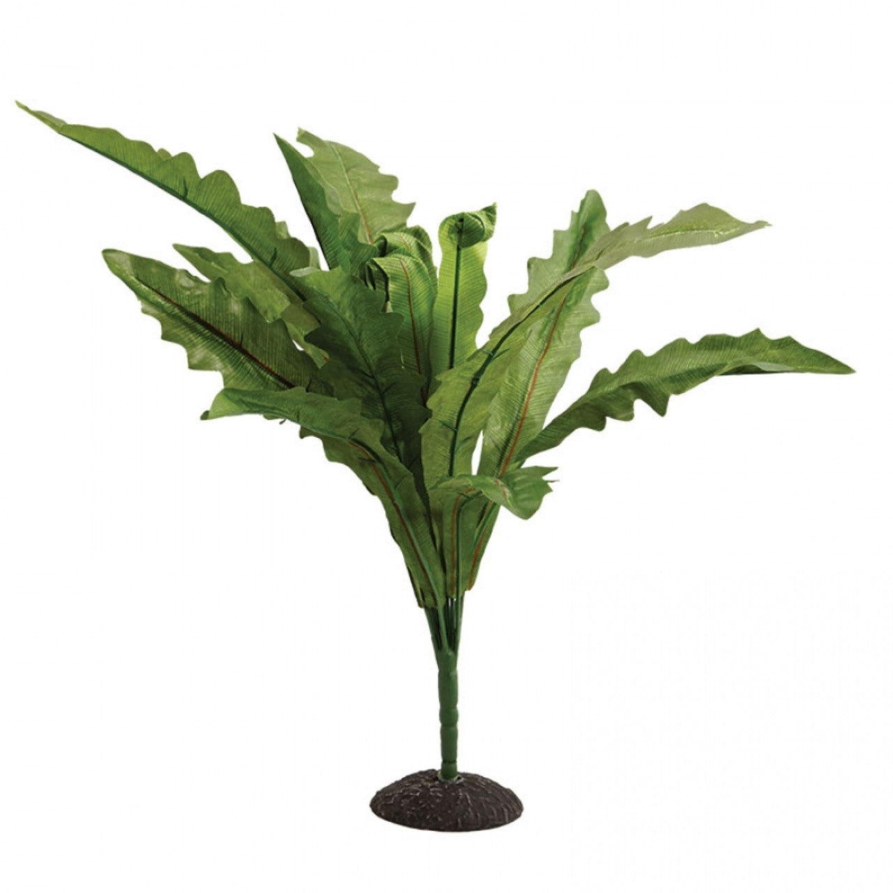 Reptile One Plant - Nidus Fern 50cm