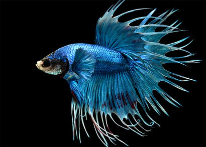 Tropical Aquarium Premium Starter Package