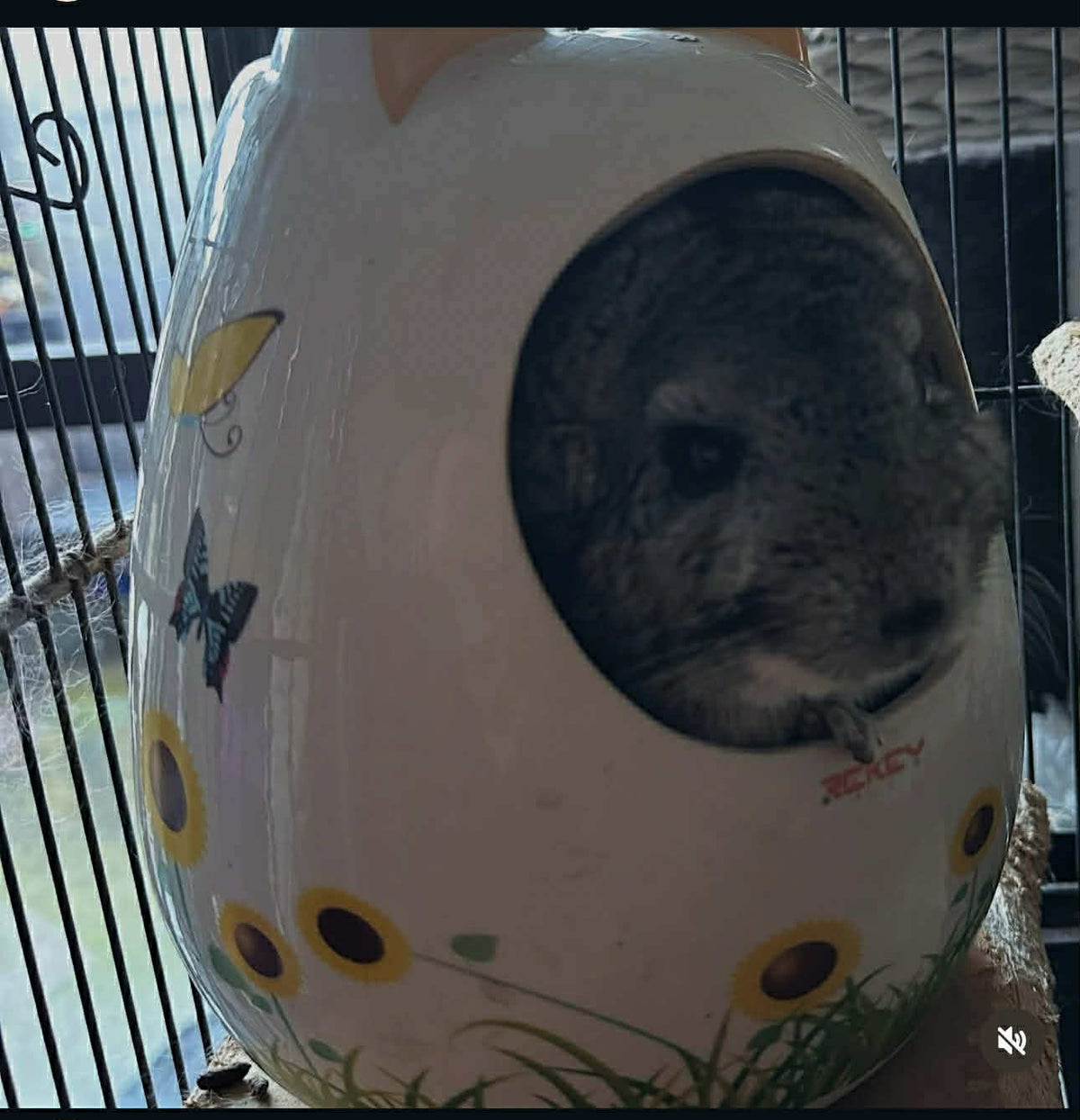 Chinchilla