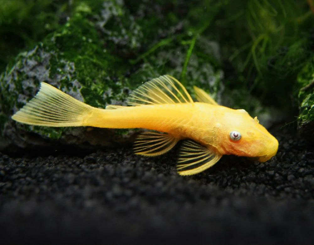 Blue Eye Lemon Bristlenose Pleco