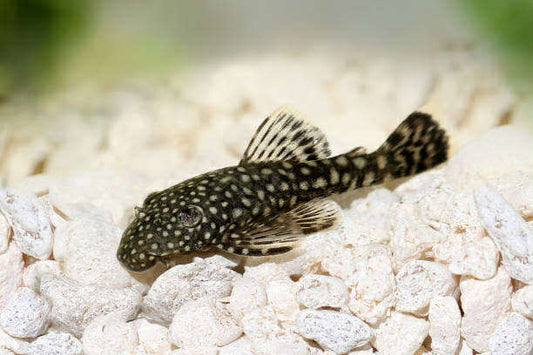Baby Bristlenose Pleco