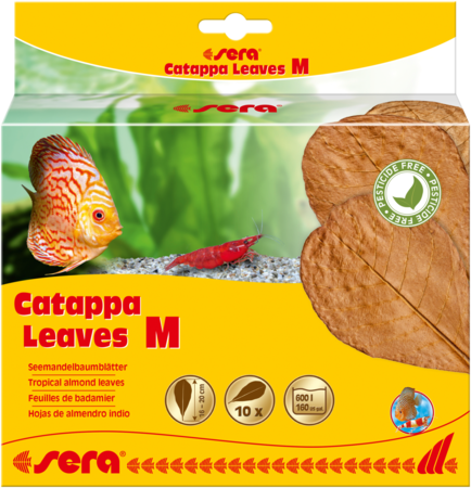 Sera Catappa Leaves M [size:m]