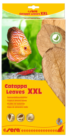 Sera Catappa Leaves Xxl [size:xxl]