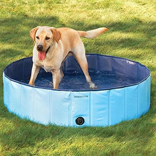 Dog Pool