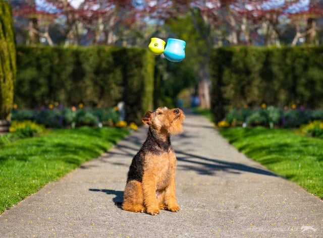 Zogoflex Toppl Puzzle Aqua Blue S [size:s  Colour:aqua Blue]