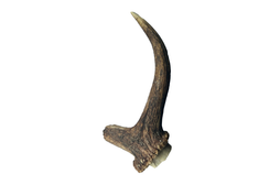Deer Antler Med