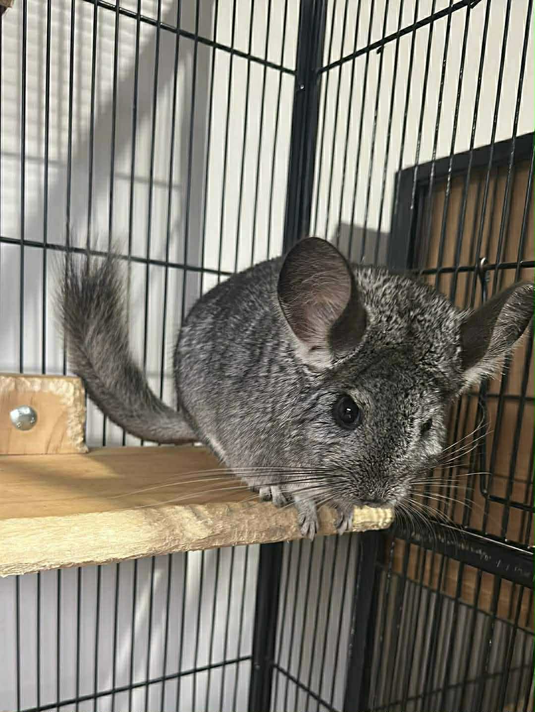 Chinchilla