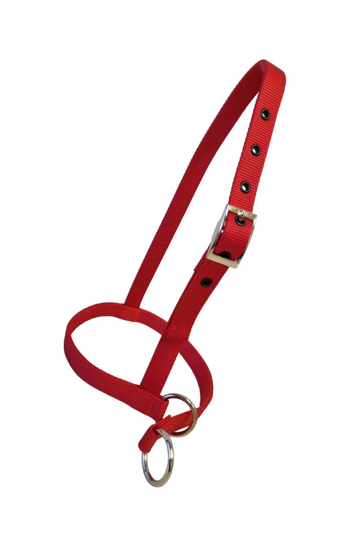 Nylon Calf Leading Halter