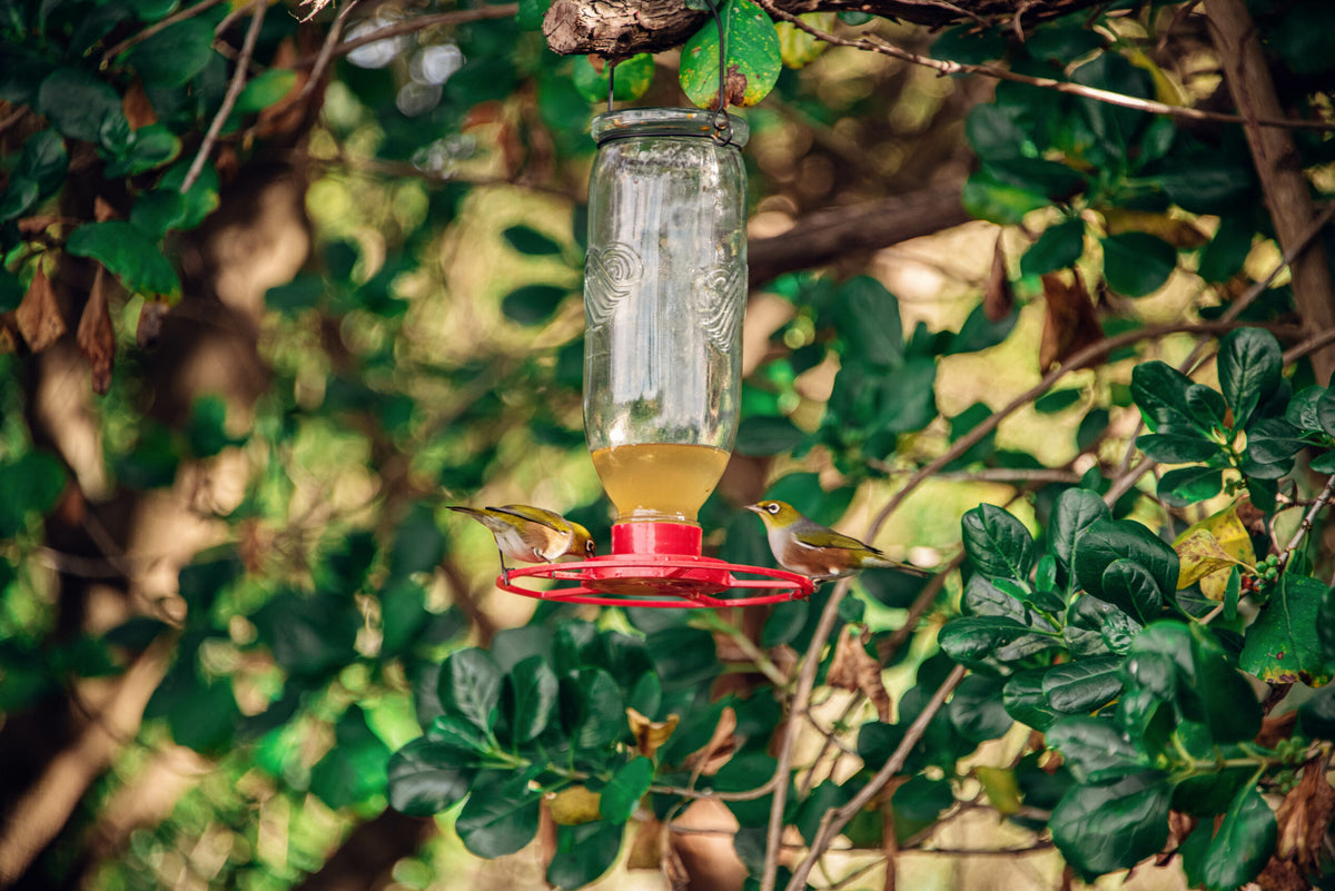 Nectar Feeder